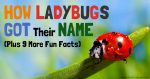 第240期：七星瓢虫为什么叫ladybird？